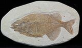 Large, Phareodus Fish Fossil - Scarce Species #44538-1